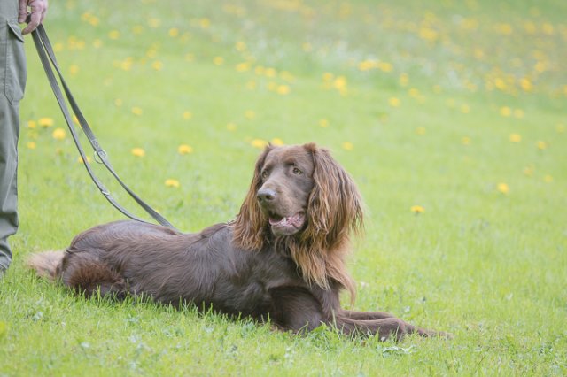 Hundepräsentation 2019